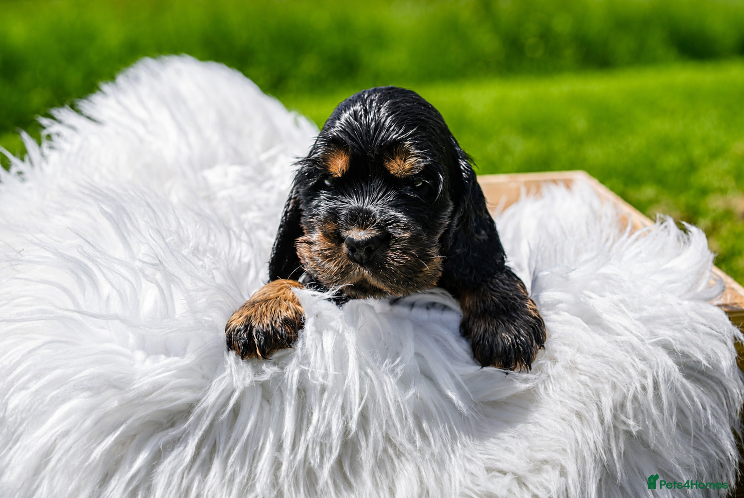 Cocker Spaniel dogs Exceptional show cocker spaniel puppies - Advert 2