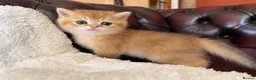 British Shorthair cats for sale: Top quality Golden BSH - Advert 11