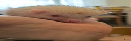 Pygmy Hedgehog rodents for sale: 8 weeks old hedgehogs ready to move - Advert 9