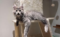 Maine Coon cats for sale: Beautiful XXL Maine Coon Boy 3 Months Old  - Advert 15