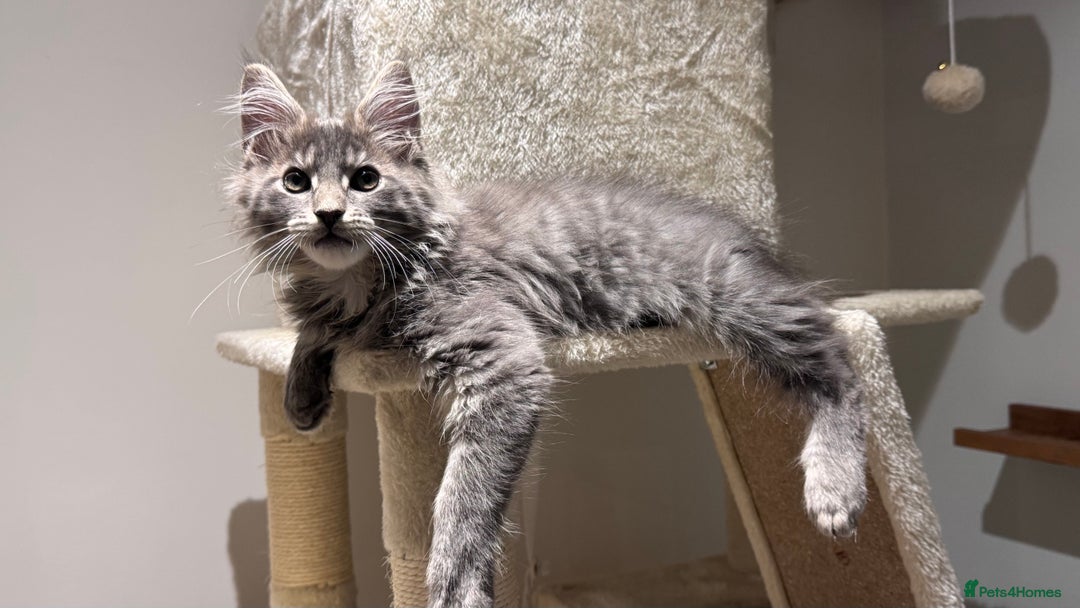 Maine Coon cats for sale: Beautiful XXL Maine Coon Boy 3 Months Old  - Advert 15