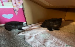 Siamese cats for sale: 3x Beautiful Siamese crossed tabby kittens  - Image 3