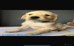 Golden Retriever dogs for sale: Golden Retriever puppies  - Image 3