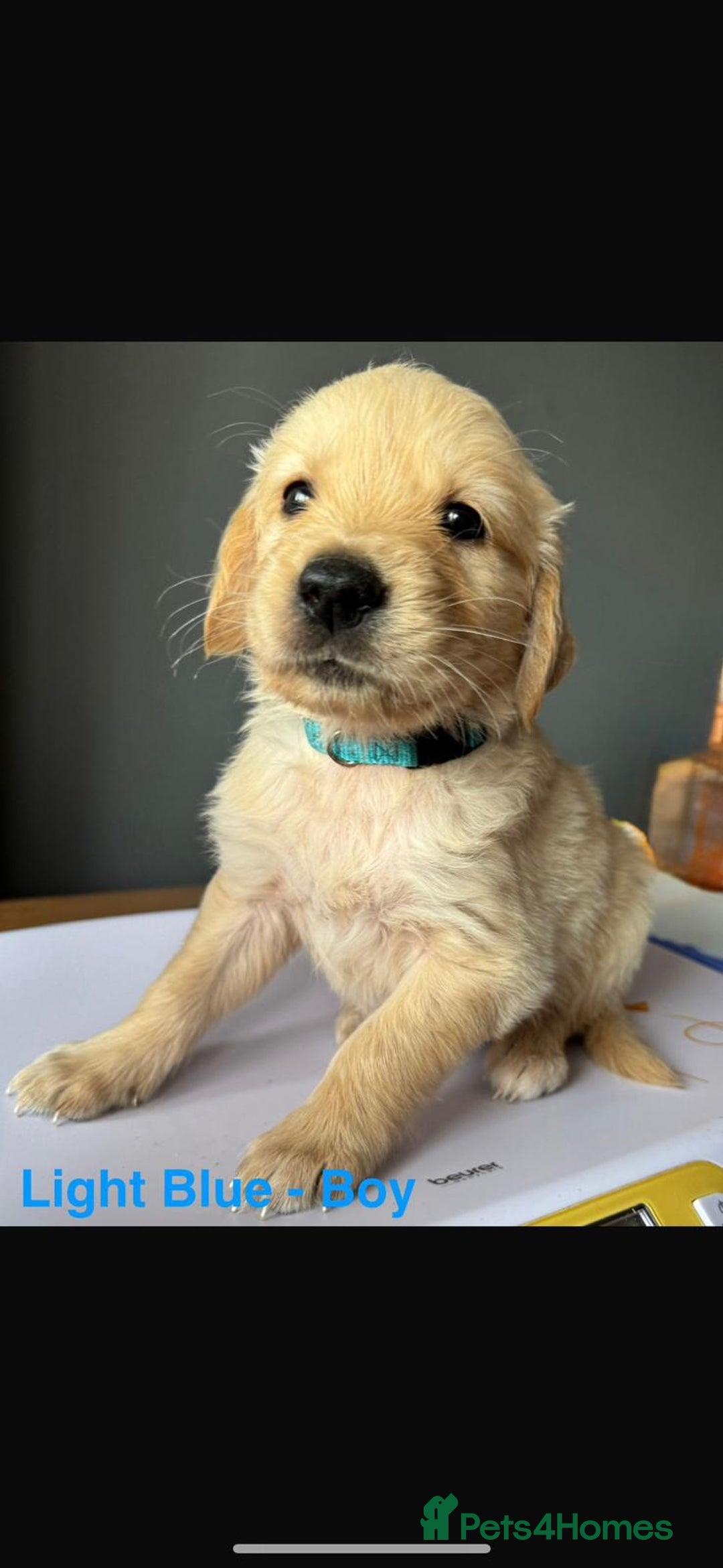 Golden Retriever dogs for sale: Golden Retriever puppies  - Image 3