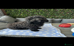 Cavapoo dogs for sale:  5 month Cavapoo puppies for sale - Image 4
