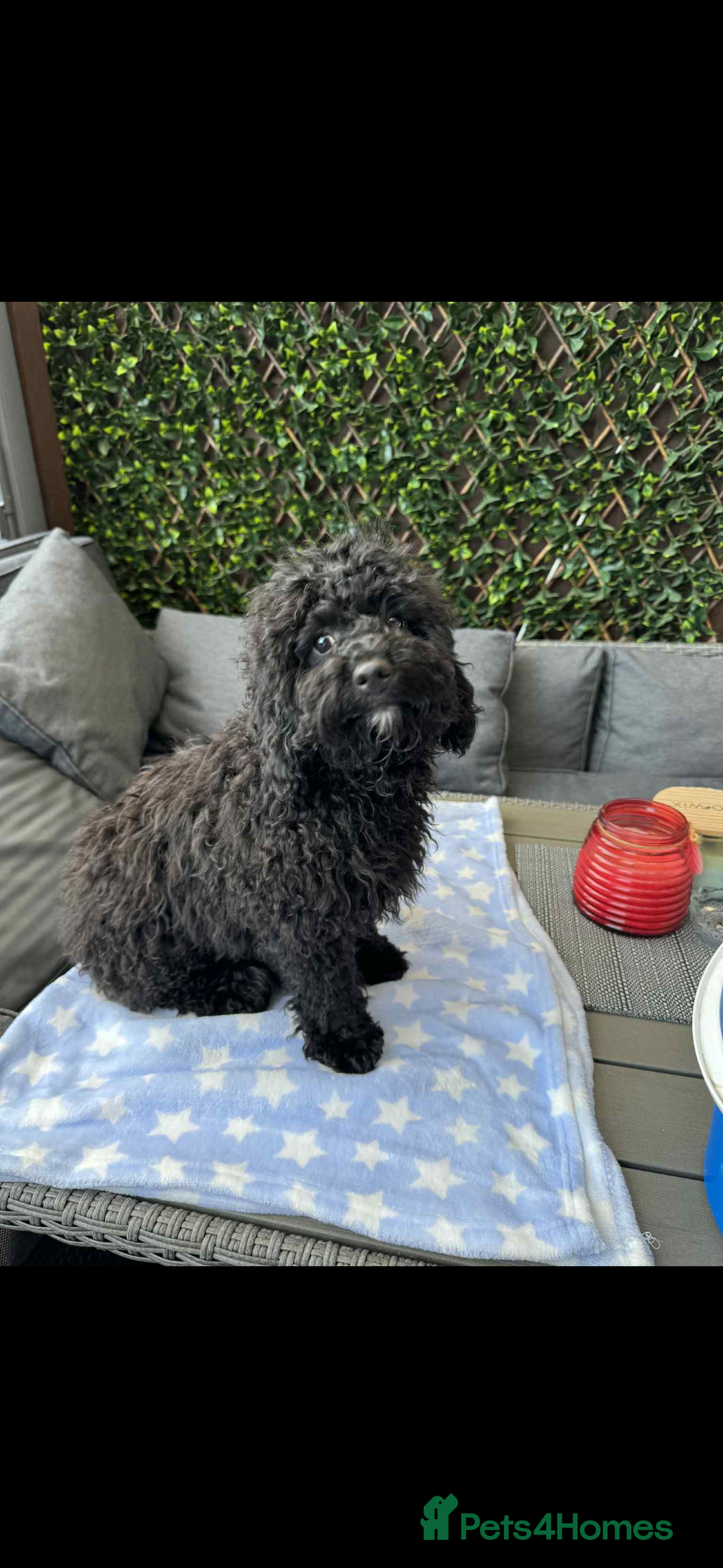 Cavapoo dogs for sale:  5 month Cavapoo puppies for sale - Image 4