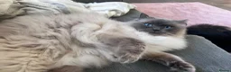 Ragdoll cats for sale: 4 Year Old Male Ragdoll - Advert 3