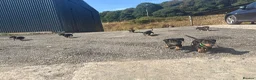 Mixed Breed dogs for sale: Dachshund X border collie - Advert 6