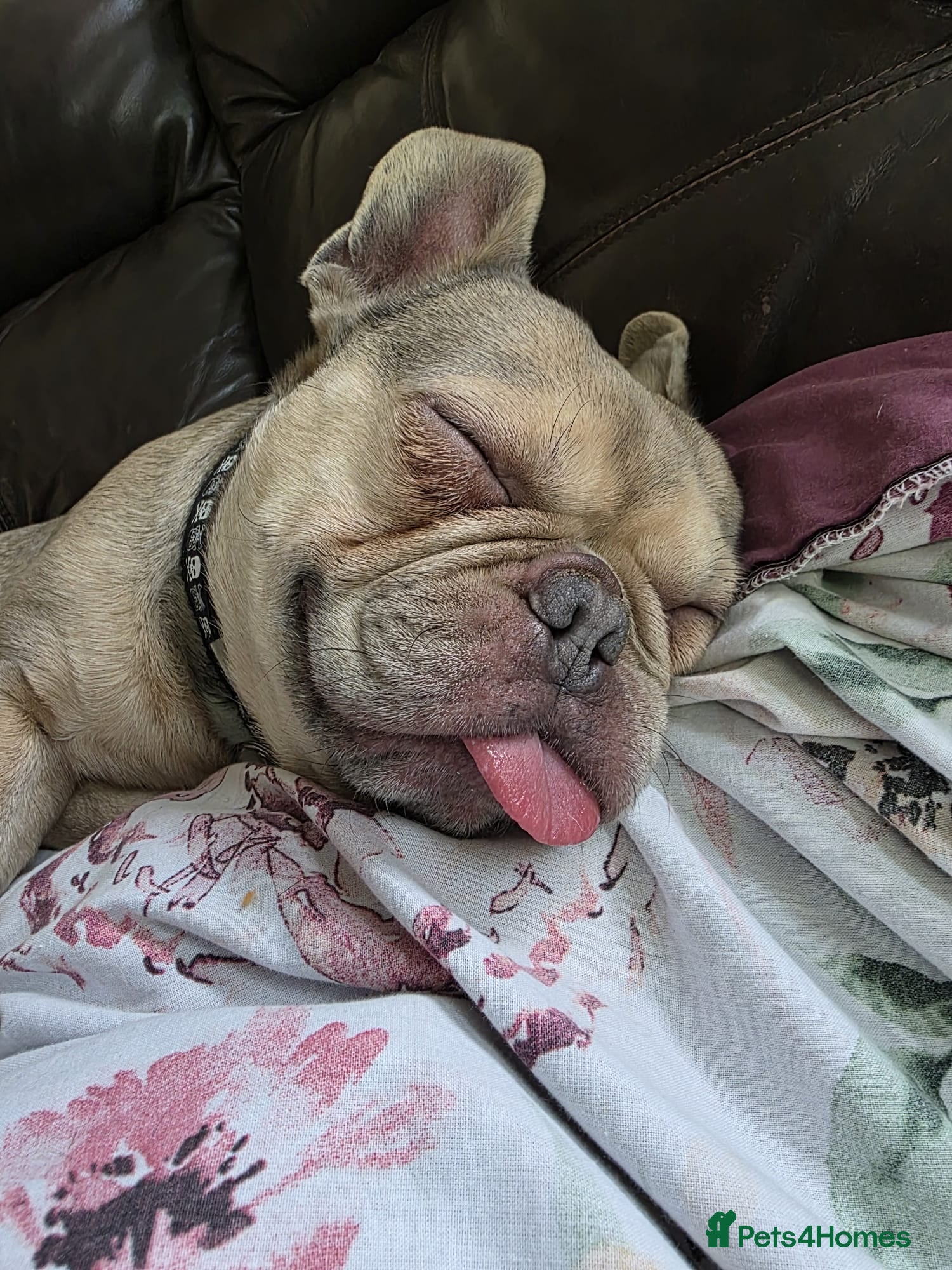 French Bulldog dogs Gonk  - Advert 9