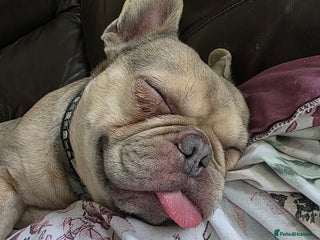 French Bulldog dogs Gonk - Advert 10