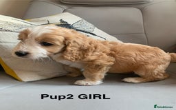Cockapoo dogs for sale: Beautiful Cockapoo Puppies  - Image 3