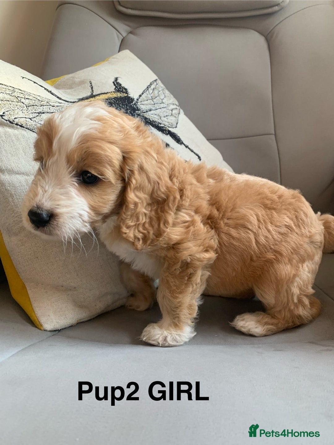 Cockapoo dogs for sale: Beautiful Cockapoo Puppies  - Image 3