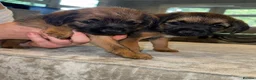 Border Terrier dogs for sale: Beautiful Border Terrier Puppies - Advert 1