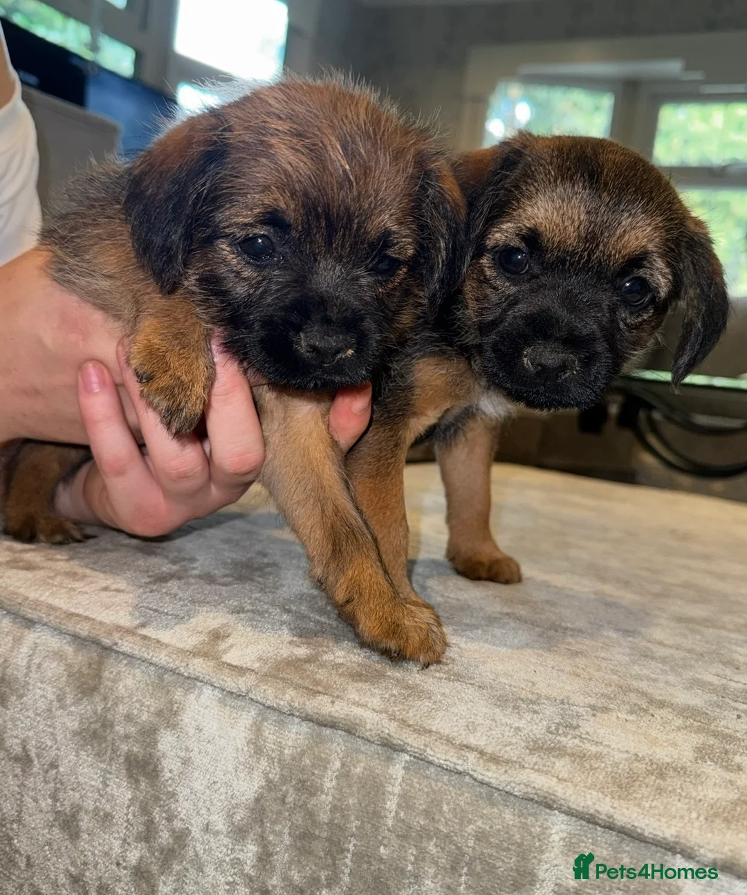 Border Terrier dogs for sale: Beautiful Border Terrier Puppies - Advert 1