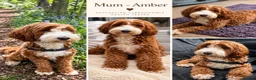Australian Labradoodle dogs for sale: Exceptional Australian Labradoodles - Advert 7