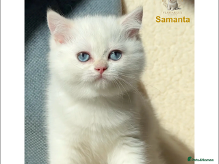 British Shorthair cats Vlastar Lux Samantha BSH BlackGolden Chinchilla CP - Advert 1