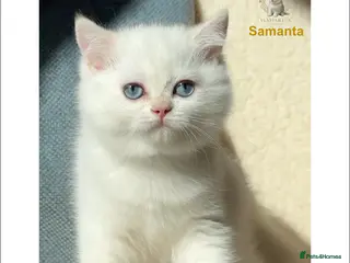 British Shorthair cats Vlastar Lux Samantha BSH BlackGolden Chinchilla CP - Advert 7