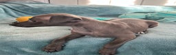 Italian Greyhound dogs for sale: KC Reg. Stunning Female Italian Greyhound Pup. - Advert 6