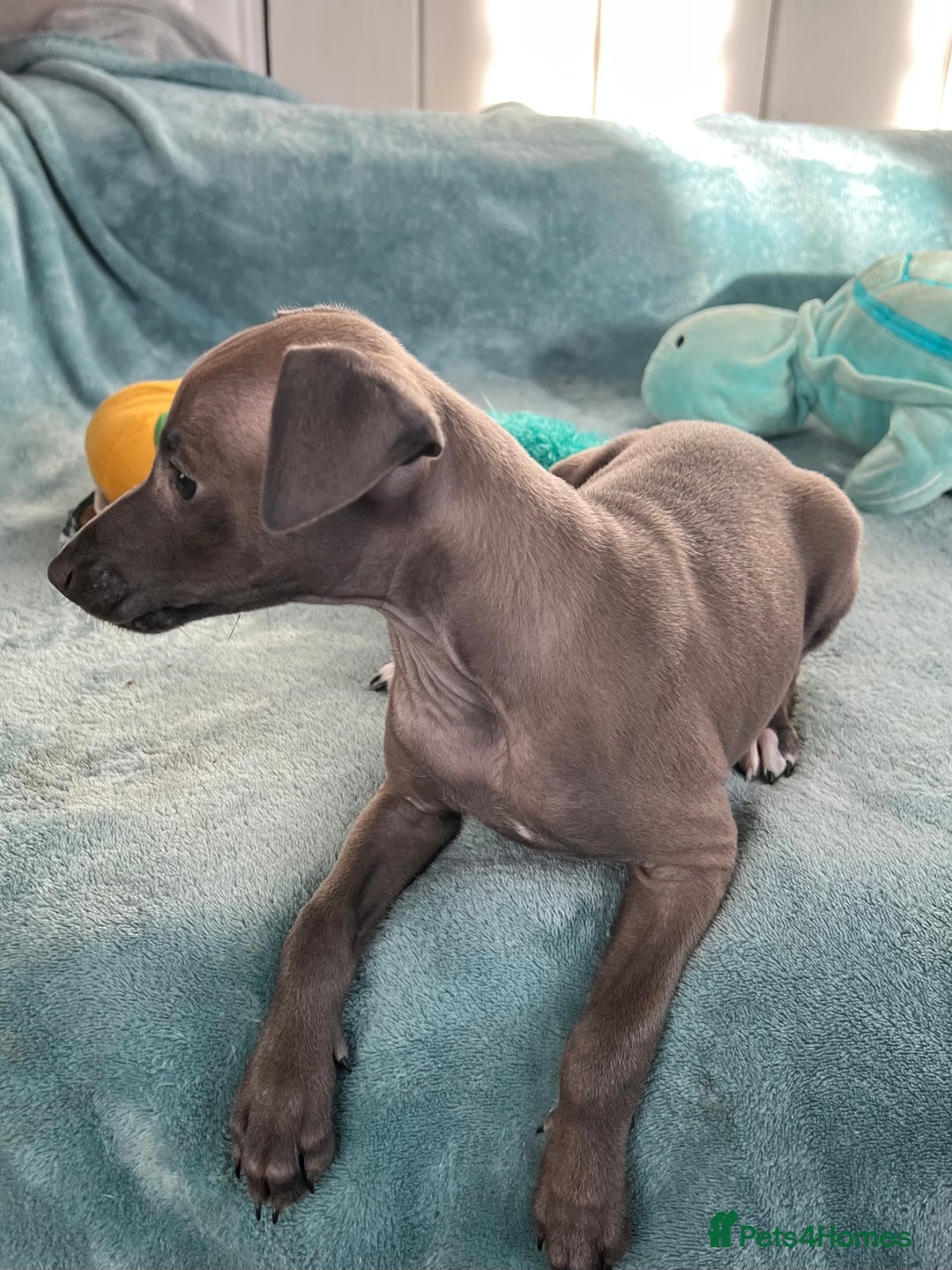 Italian Greyhound dogs for sale: KC Reg. Stunning Female Italian Greyhound Pup. - Advert 6