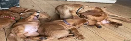 Labrador Retriever dogs for sale: Stunning Fox Red Labrador puppies - Advert 5