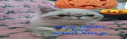 Exotic cats for sale: EXCEPTIONAL PERSIAN EXOTIC KITTENS  - Advert 16
