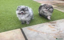 Pomeranian dogs for sale: 🐶Ready 🐶 Small teddy bear Pomeranians  - Image 1
