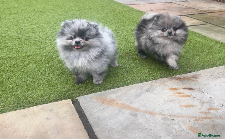 Pomeranian dogs - Advert 2