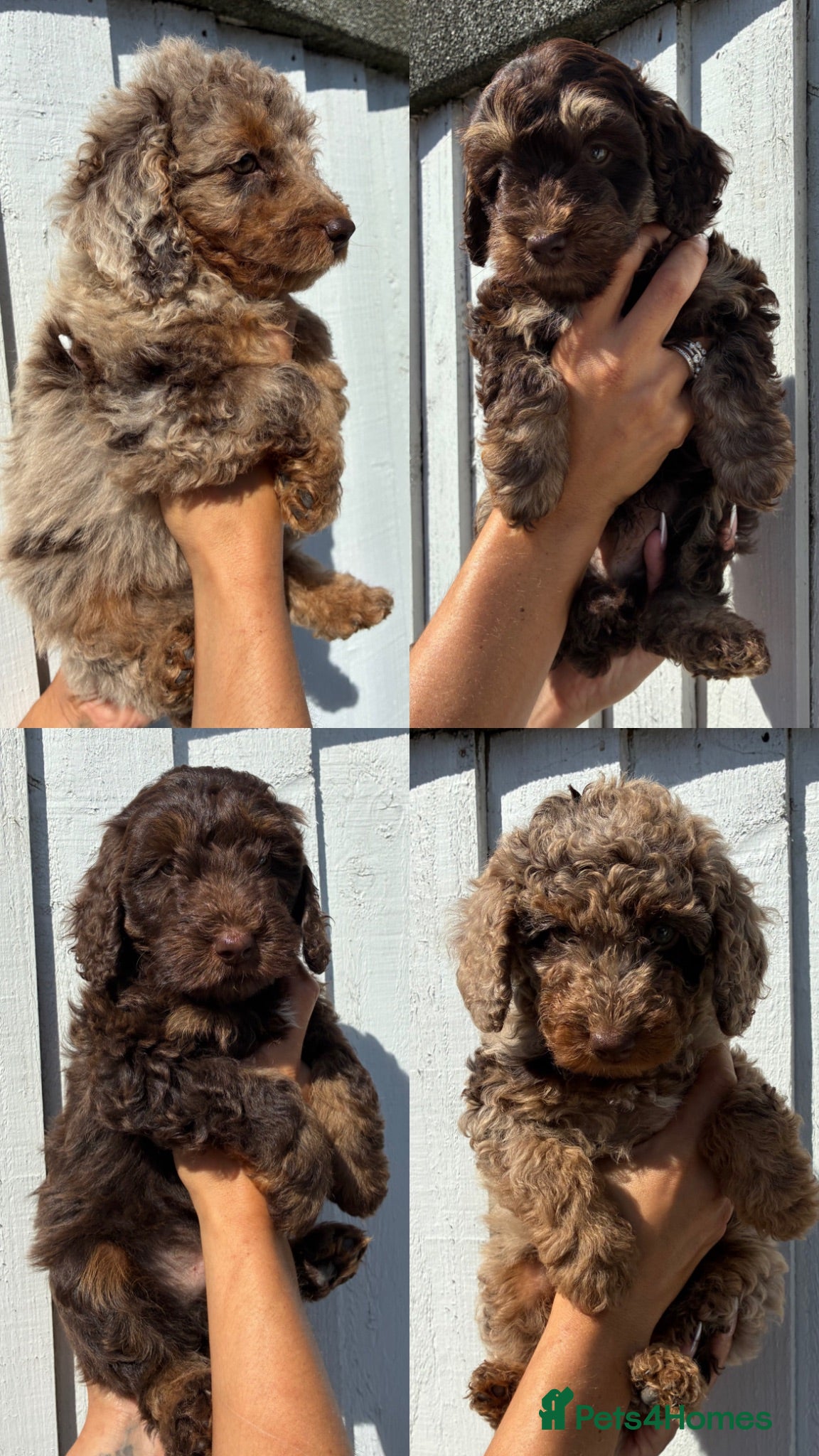 Cockapoo dogs F4 Cockapoo's for sale  - Advert 2