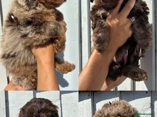 Cockapoo dogs F4 Cockapoo's for sale - Advert 1