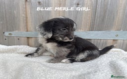 Mixed Breed dogs for sale: 🤎 BABY POOGLES (beagleXminiature poodle)🤎 in Rhayader - Image 15
