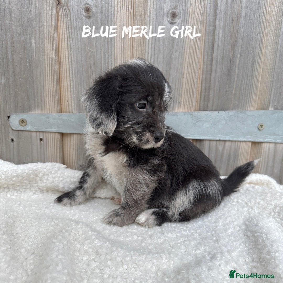 Mixed Breed dogs for sale: 🤎 BABY POOGLES (beagleXminiature poodle)🤎 in Rhayader - Image 15