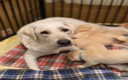 Labrador Retriever dogs for sale: Labrador Puppies for sale 24/10/25 onwards - Image 18