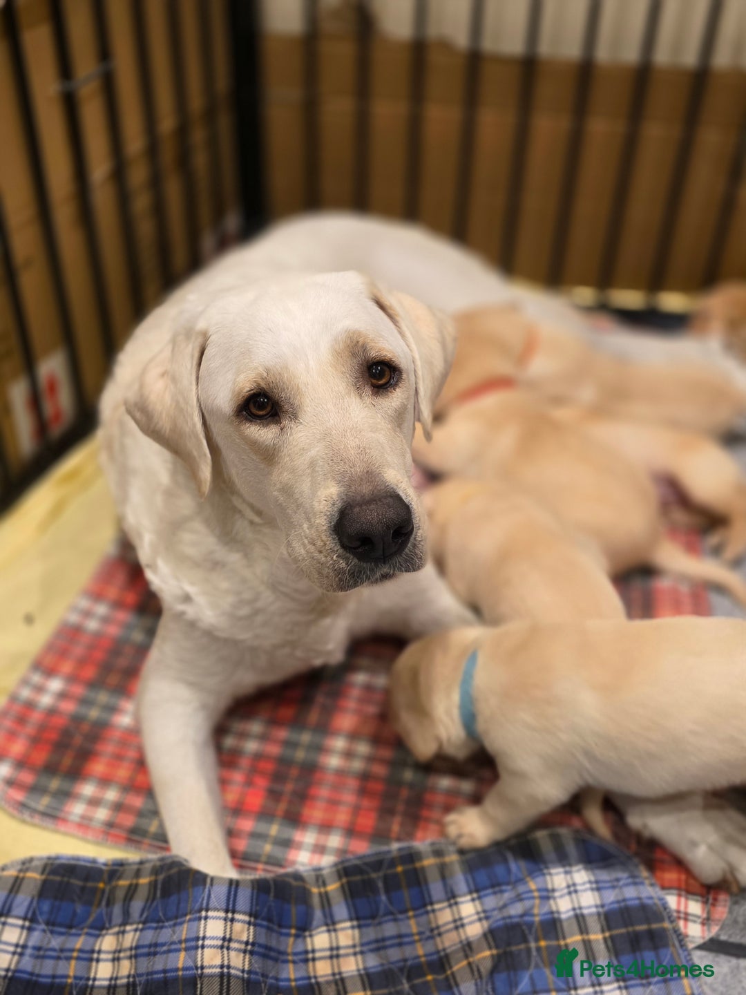 Labrador Retriever dogs for sale: Labrador Puppies for sale 24/10/25 onwards - Image 18