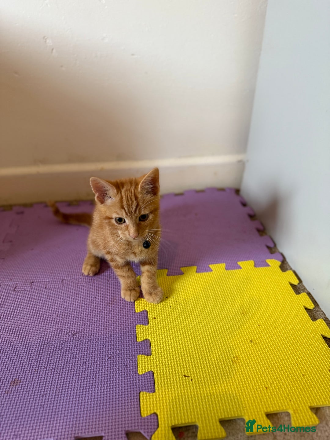 Domestic Shorthair cats for sale: 5 Kittens Looking For A Good Home - Image 23
