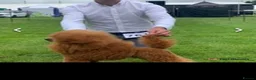 Cavapoo dogs for sale: ADORABLE DNA TESTED TOY CAVAPOO PUPPY'S  - Advert 25