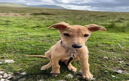 Mixed Breed dogs for sale: Rudy, 3 year old Saluki Greyhound - FREE  - Image 4