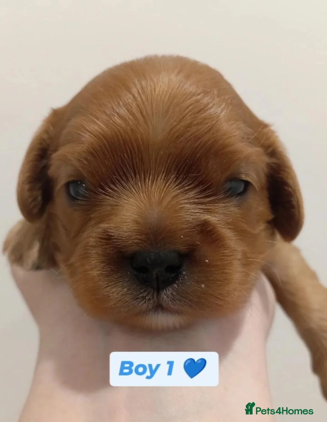 Cavalier King Charles Spaniel dogs for sale: KC Health tested Cavalier King Charles Puppies - Advert 2