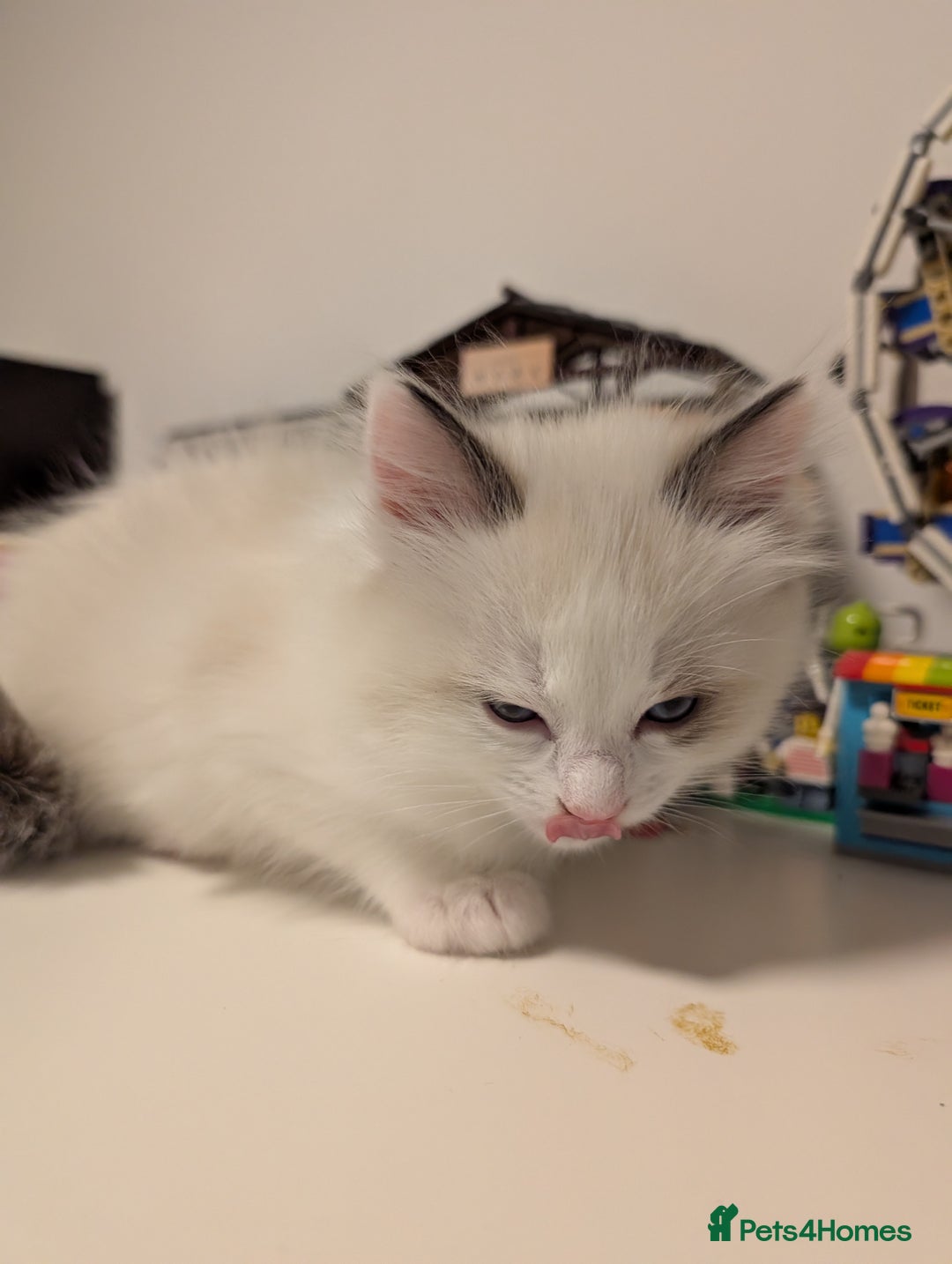 Ragdoll cats for sale: Gorgeous Ragdoll Kittens  - Advert 13