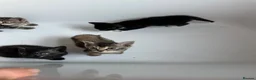 Mixed Breed cats for sale: Amazing mixed breed kittens - Advert 14