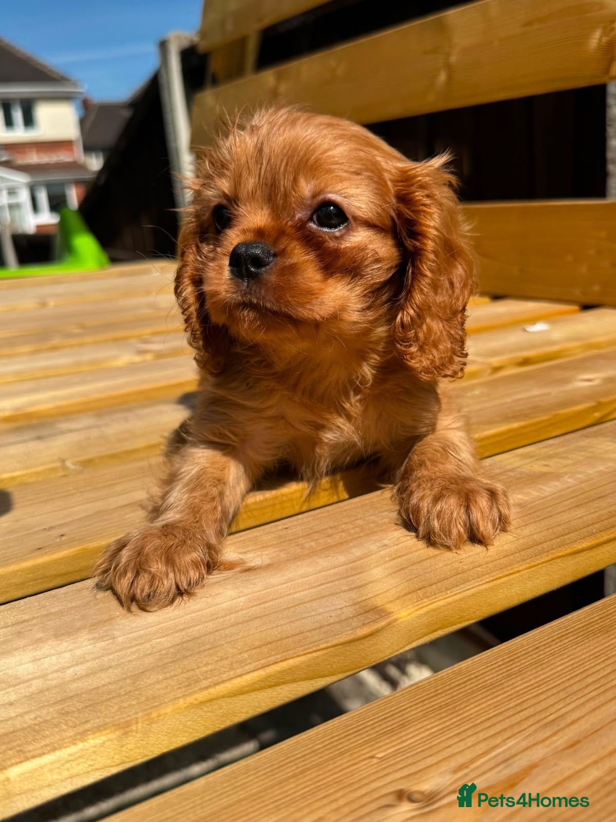 Cavalier King Charles Spaniel dogs Ruby Boys KC King Charles Cavalier Health Tested  - Advert 2