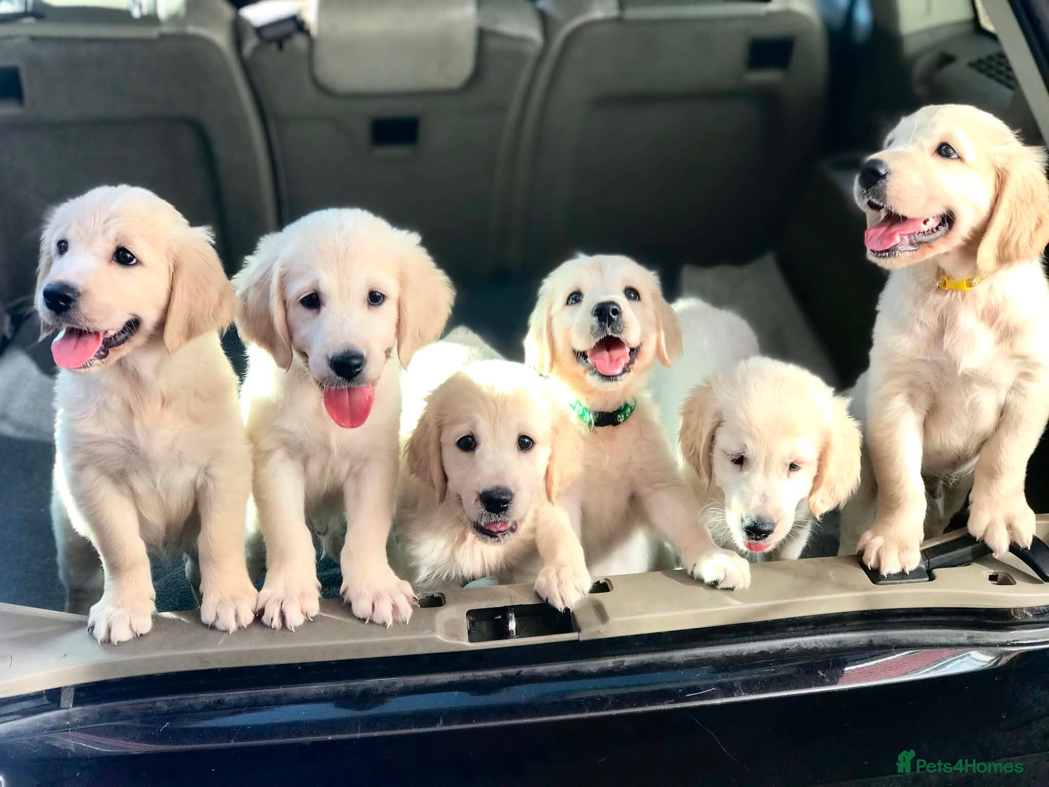 Golden Retriever dogs Championship lines puppies - Advert 2