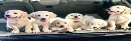Golden Retriever dogs for sale: Championship lines puppies-ready now - Advert 8