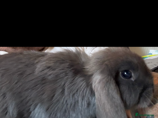 Mini Lop rabbits 2 mini lops - Advert 1