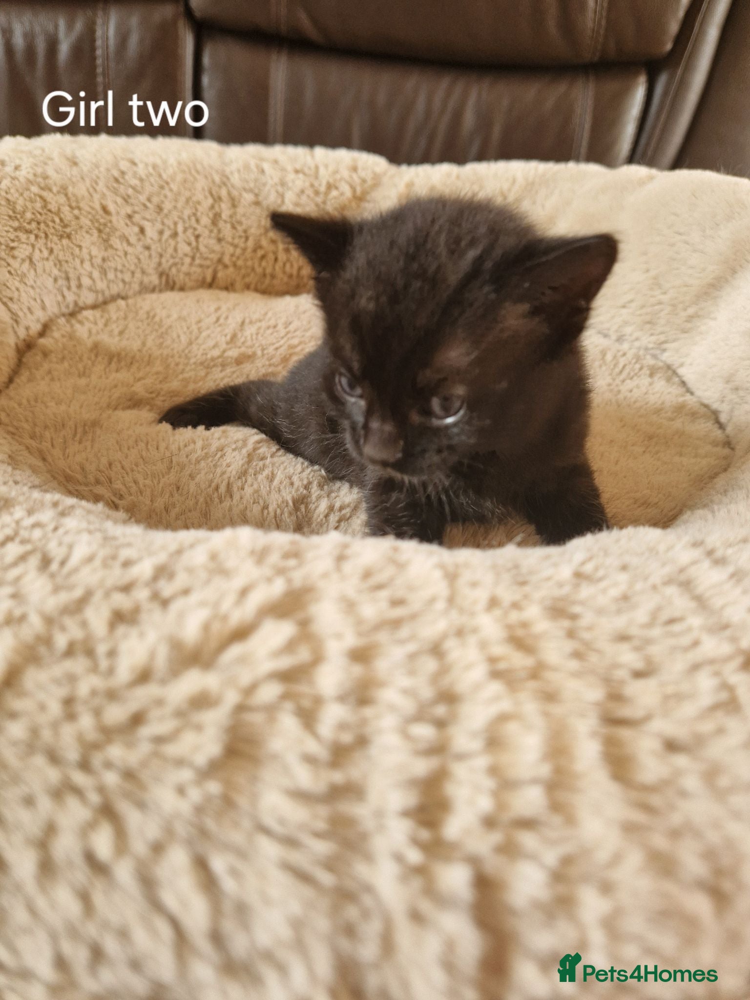 Domestic Shorthair cats Beautiful Domestic Shorthair Black Girl Kitten - Advert 2