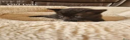 Domestic Shorthair cats for sale: Beautiful Domestic Shorthair Black Girl Kitten - Advert 1