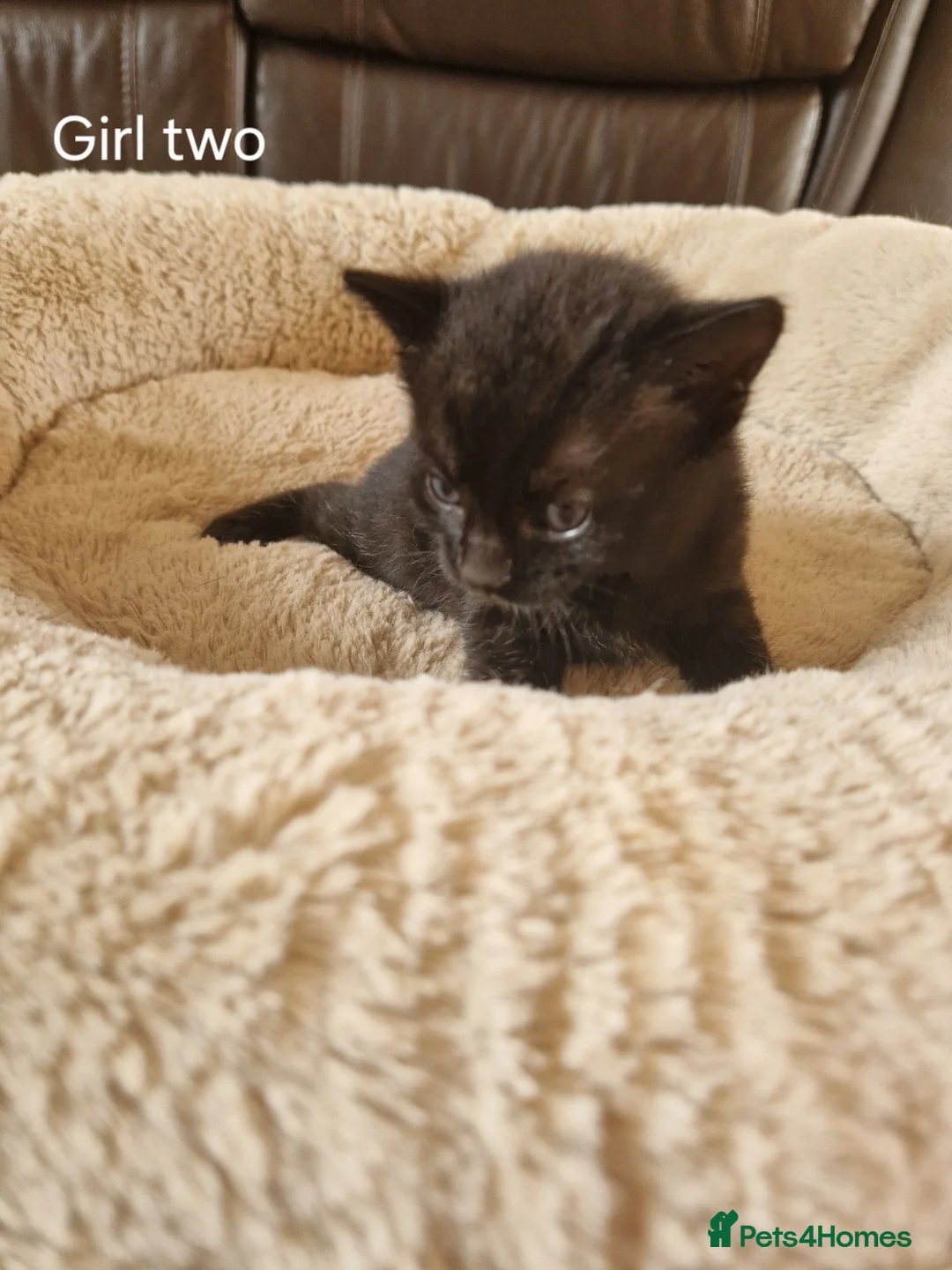 Domestic Shorthair cats for sale: Beautiful Domestic Shorthair Black Girl Kitten - Advert 1