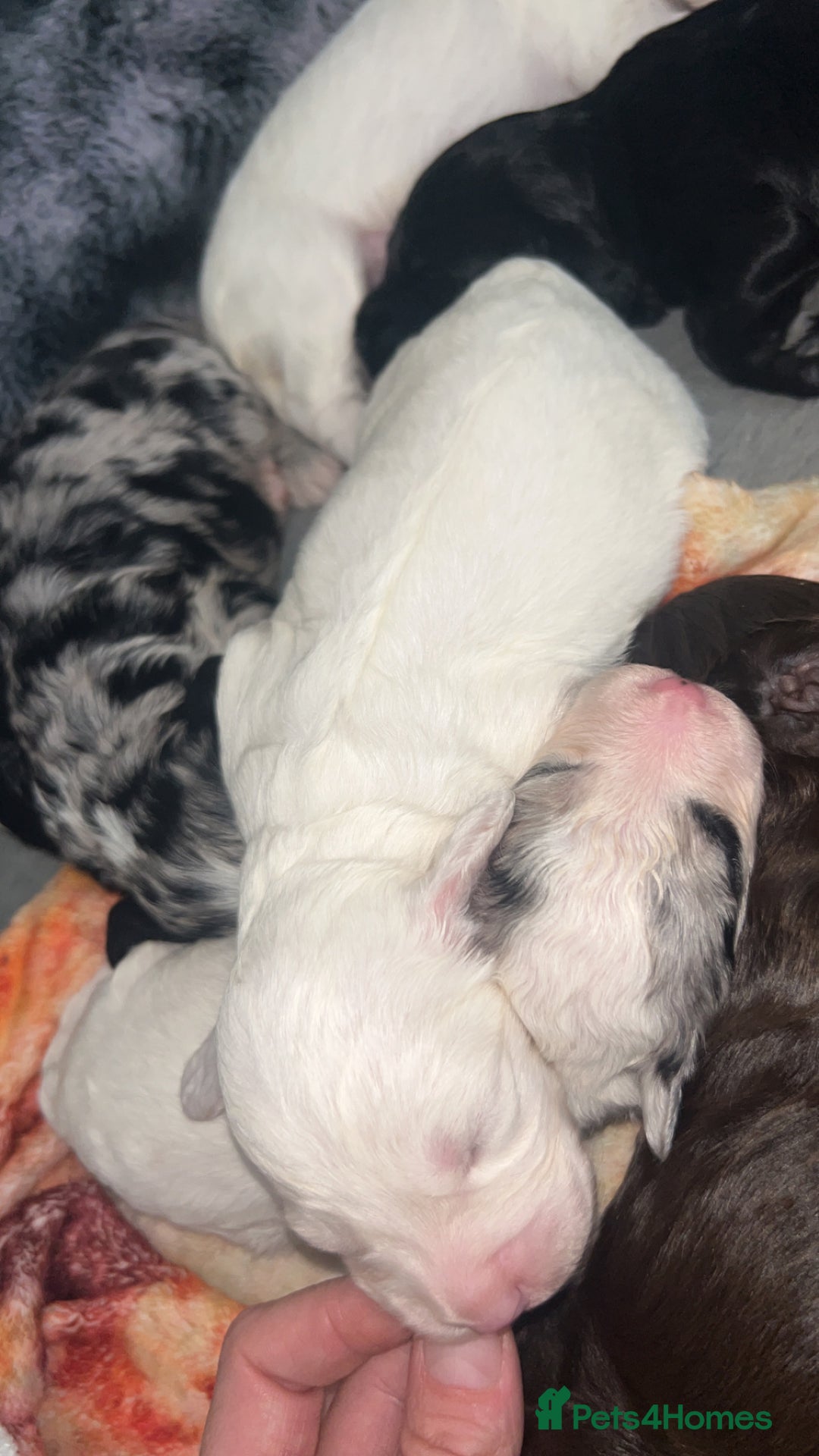 Cockapoo dogs for sale: Multi-Gen Cockapoo Puppies for sale.  - Image 5