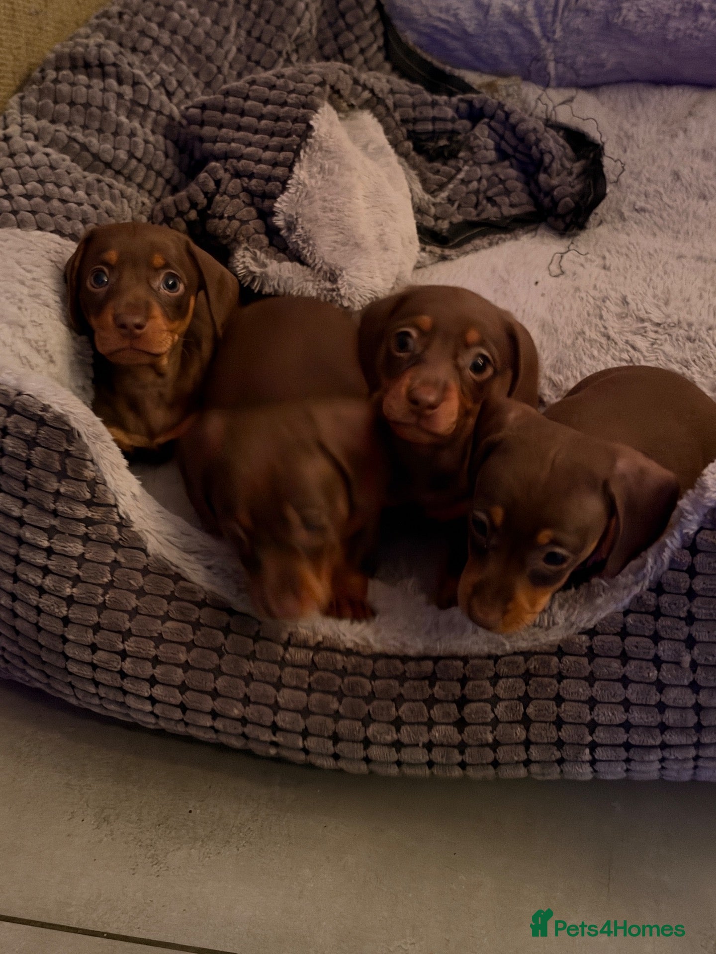 Miniature Dachshund dogs Chocolate and tan miniature dachshunds - Advert 2
