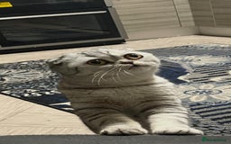 Scottish Fold cats for sale: Scottish female cat - Image 3