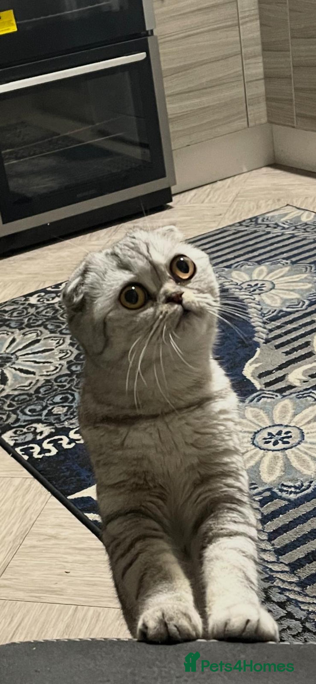 Scottish Fold cats for sale: Scottish female cat - Image 3